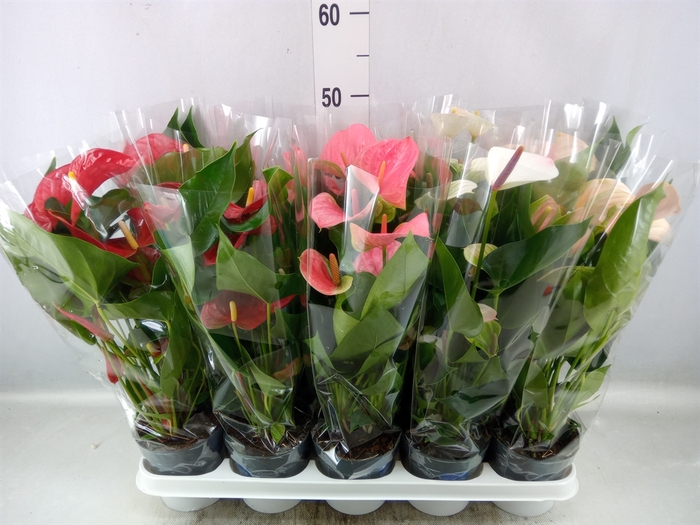 <h4>Anthurium   ...mix</h4>