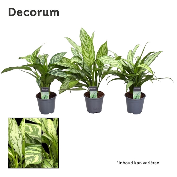 <h4>Aglaonema gemengd (Decorum)</h4>