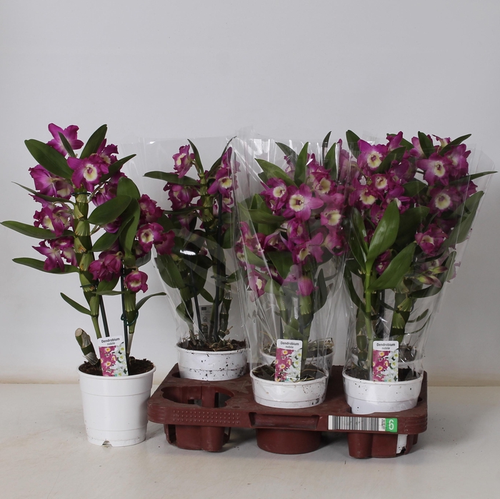 <h4>DEND NOBILE</h4>