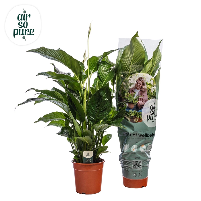 <h4>Spathiphyllum 'Sweet Silvana' ASP</h4>