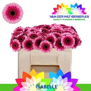 Ge Mi Isabelle 07 CM,AQUA,(NL),MPS A,(20)