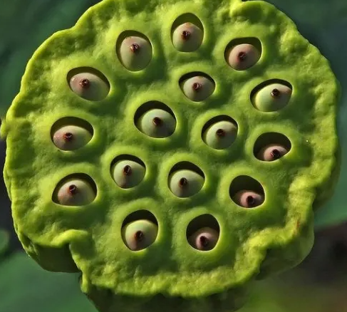 <h4>SEMENTE DE LOTUS</h4>