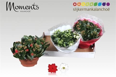 <h4>KAL GE GEM 2 KL</h4>