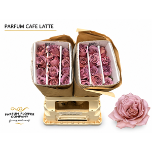 Rosa Parfum Cafe Latte
