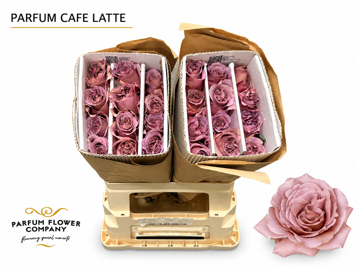 <h4>Rosa Parfum Cafe Latte</h4>