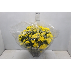CRISANTEMO BOLA BELGA JASODA C21 AMARELO