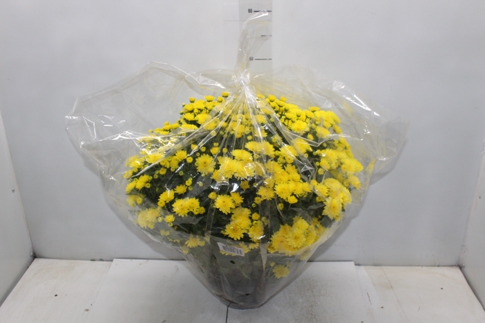 <h4>CRISANTEMO BOLA BELGA JASODA C21 AMARELO</h4>