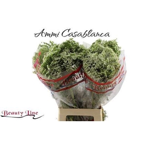 Ammi Vis Casablanca