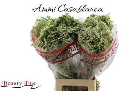 <h4>Ammi Vis Casablanca</h4>