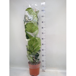 Ficus lyrata