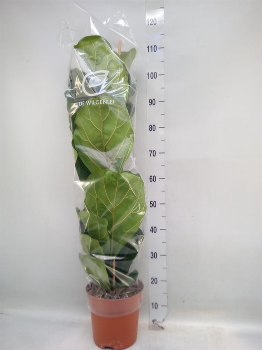 <h4>Ficus lyrata</h4>