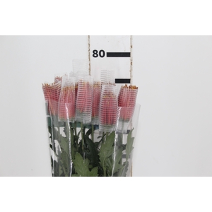 ANASTASIA CHISPA 080 CM BICOLOR