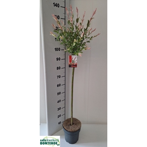 SALIX INTEGRA FLAMINGO SALIX IN FLA