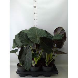 Alocasia   ...