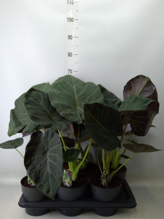 <h4>Alocasia   ...</h4>