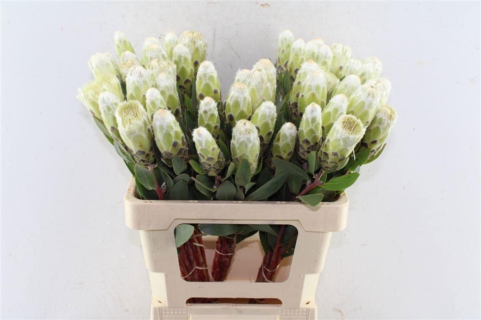 <h4>PROTEA MUNDII</h4>