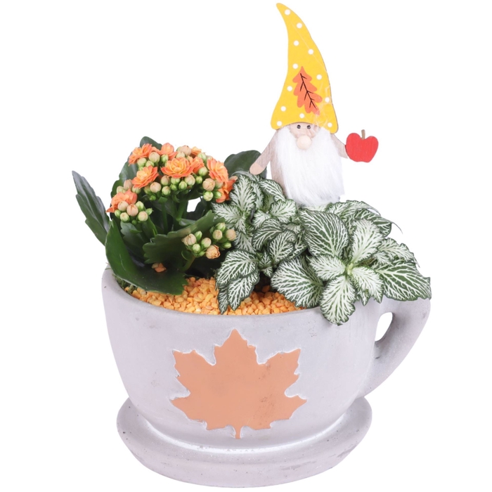 <h4>Arr.   Planten L%</h4>