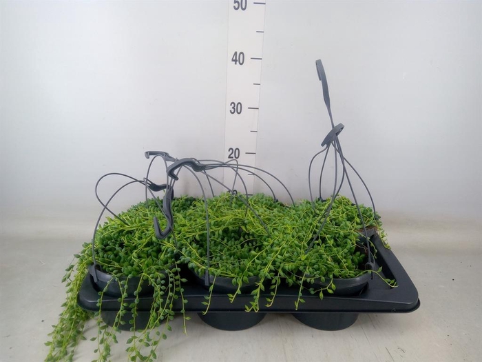 <h4>Senecio herreianus</h4>