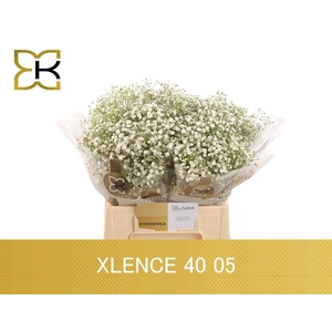 GYPS PA XLENCE