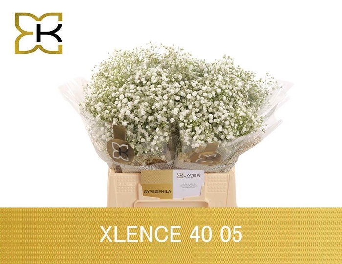 <h4>GYPS PA XLENCE</h4>