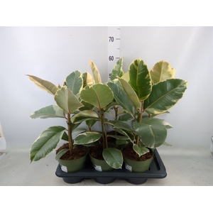 Ficus elastica 'Tineke'