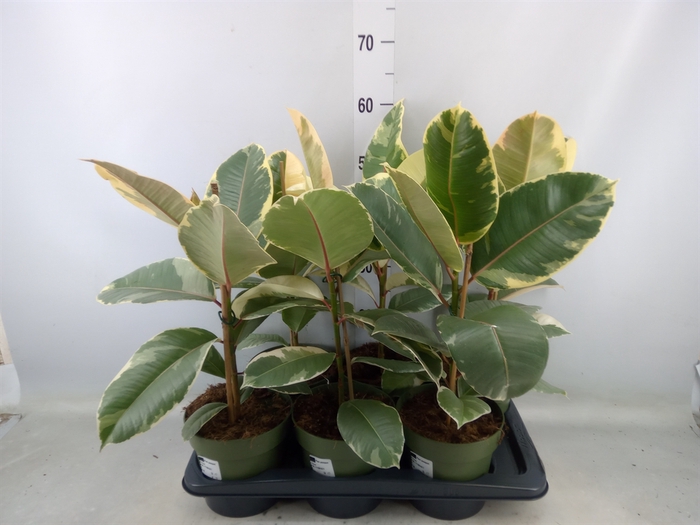 <h4>Ficus elastica 'Tineke'</h4>