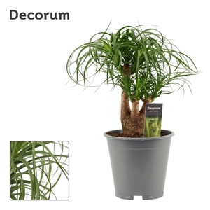 Beaucarnea vertakt 19 cm (Decorum)