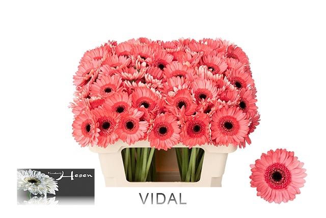 <h4>GE MI VIDAL</h4>