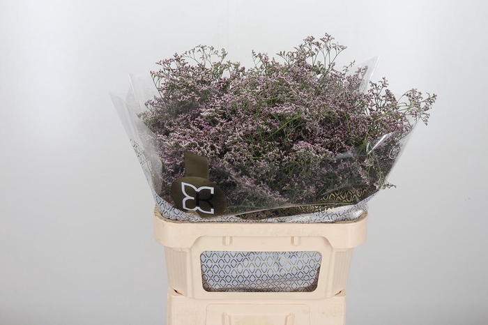 <h4>Lim Saf Oshi Pink</h4>