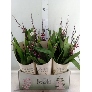 Burrageara  'Barrocco Red'