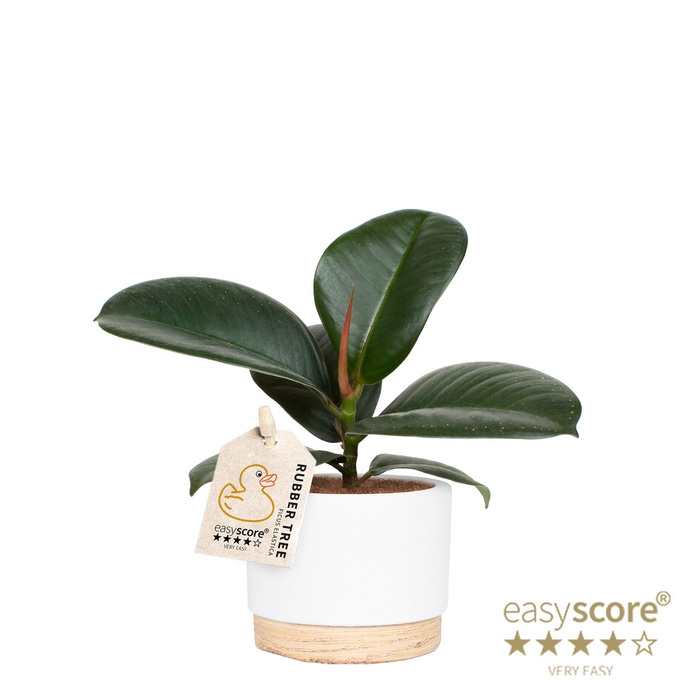 FICUS ELASTICA P7 WOODB WHITE