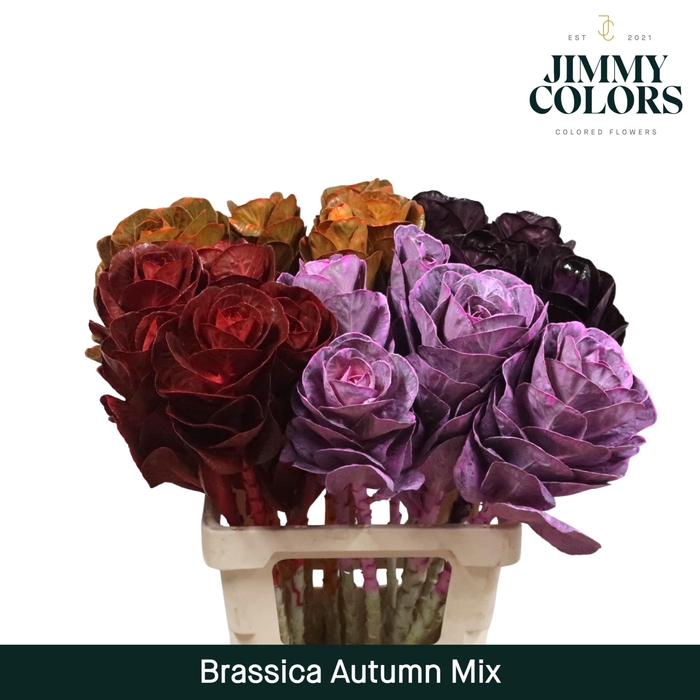 <h4>Brassica L60 Autumn mix</h4>