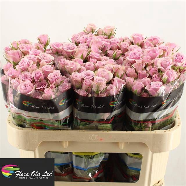 <h4>R Tr Leila Flora Ola</h4>