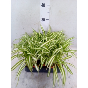 Chlorophytum cos. 'Atlantic'