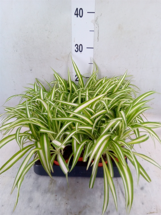 <h4>Chlorophytum cos. 'Atlantic'</h4>