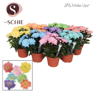 Chrysanne Grandezza Mix Make-Upz®