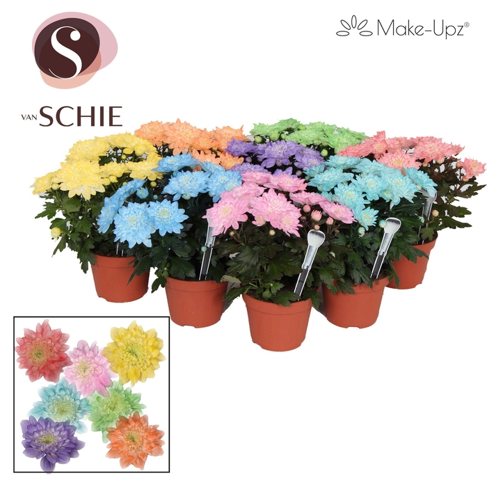 <h4>Chrysanne Grandezza Mix Make-Upz®</h4>