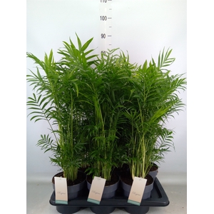 Chamaedorea elegans
