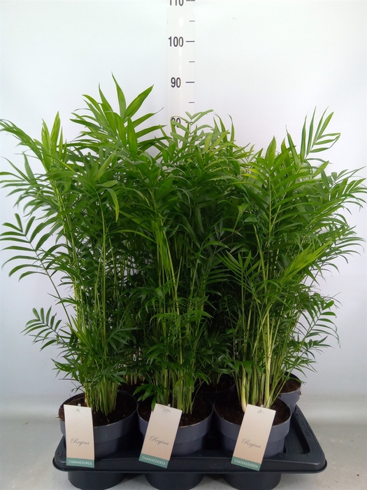 <h4>Chamaedorea elegans</h4>