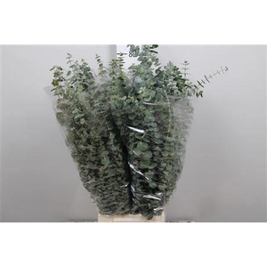 Euca Baby Blue Per Bunch 400 Gram