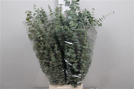 <h4>Euca Baby Blue Per Bunch 400 Gram</h4>
