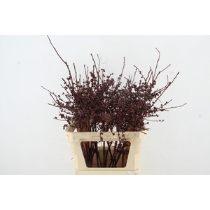 Ilex ve Metallic Bordeaux 80cm