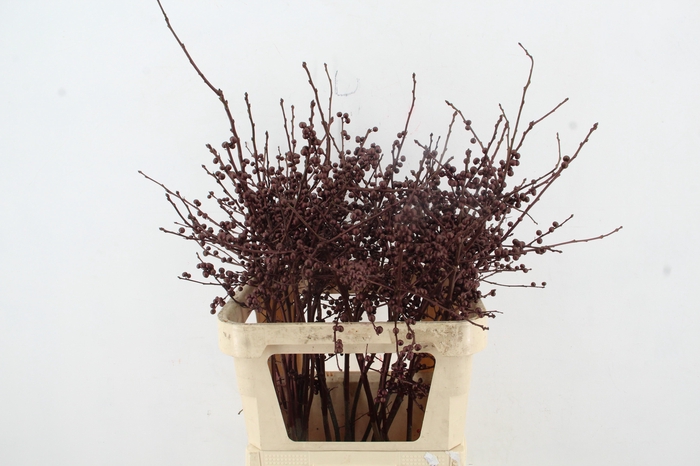 <h4>Ilex ve Metallic Bordeaux 80cm</h4>