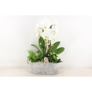 arr2 PL - Ker. aswan ovaal Phal. 250/2