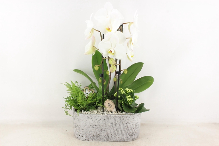 <h4>arr2 PL - Ker. aswan ovaal Phal. 250/2</h4>