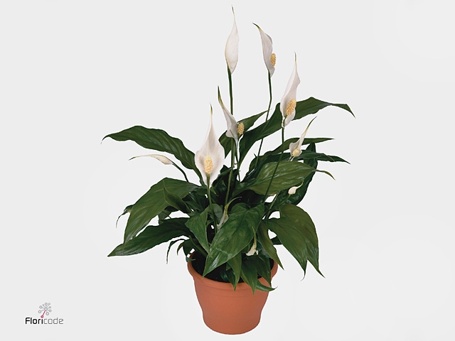 Spathiphyllum  'Sweet Benito'