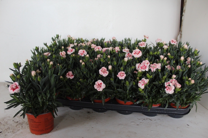 <h4>DIAN OSCAR RED STAR</h4>