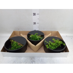 Arr.   Kamerplant Groen L%