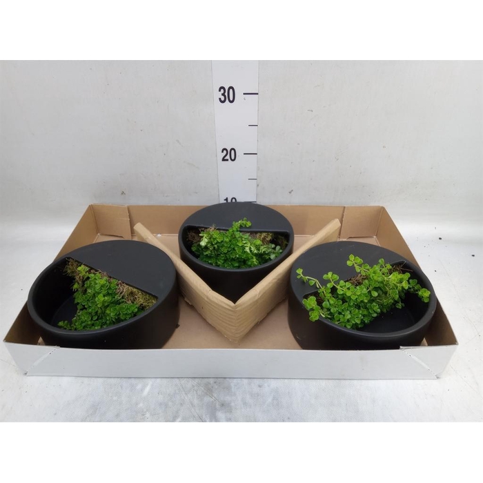 <h4>Arr.   Kamerplant Groen L%</h4>