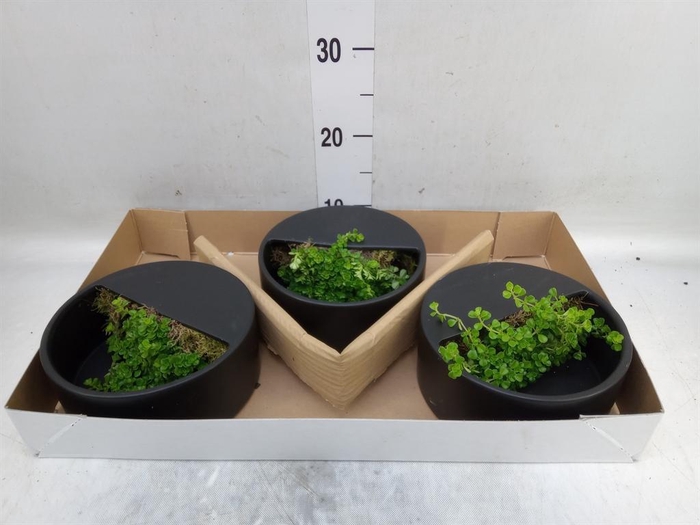 Arr.   Kamerplant Groen L%